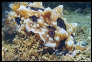 Nudibranch (Dendrodoris Denisoni) taken in Leigh, NZ, Dec... by Andrew van der Voort 